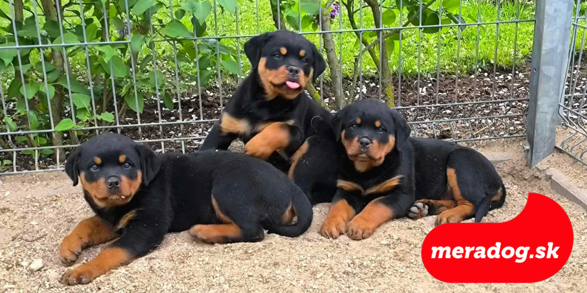 šteňatá rottweiler